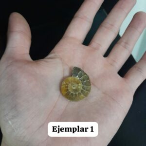 Amonite
