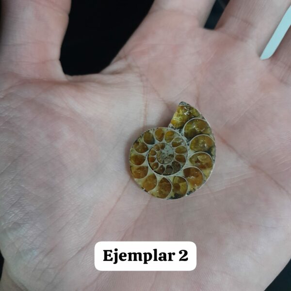 Amonite - Imagen 2