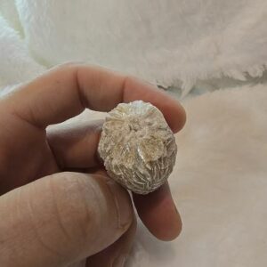 Rosa del Desierto