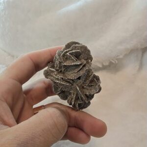 Rosa del Desierto