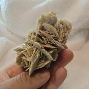 Rosa del Desierto